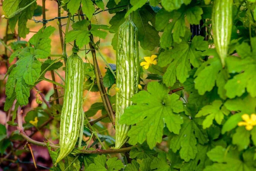 Ampalaya growers guide explained