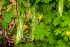 Ampalaya growers guide explained