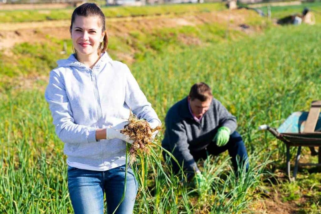 Growing green garlic