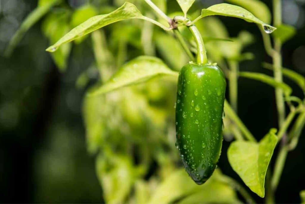 grow Jalapeños in a pot tips