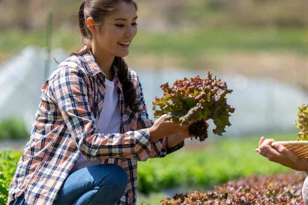 Growing lettuce in Texas