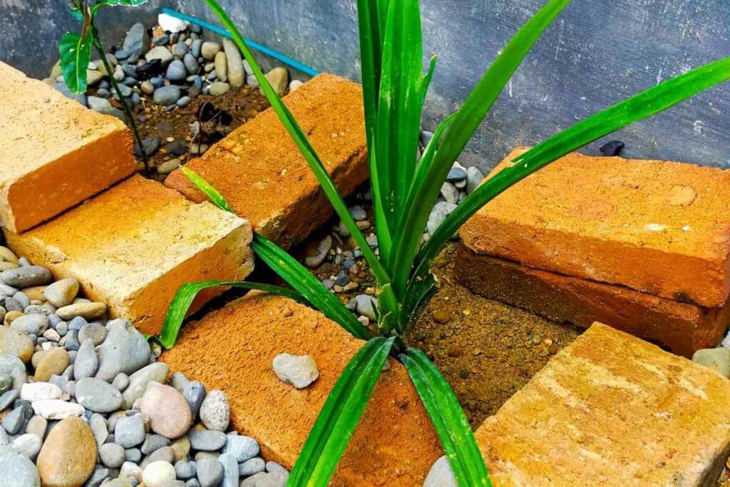 Pandan plant grower's guide