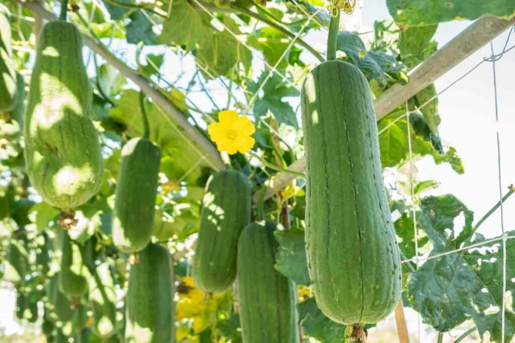 Growers guide for Patola gourd