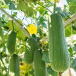 Growers guide for Patola gourd