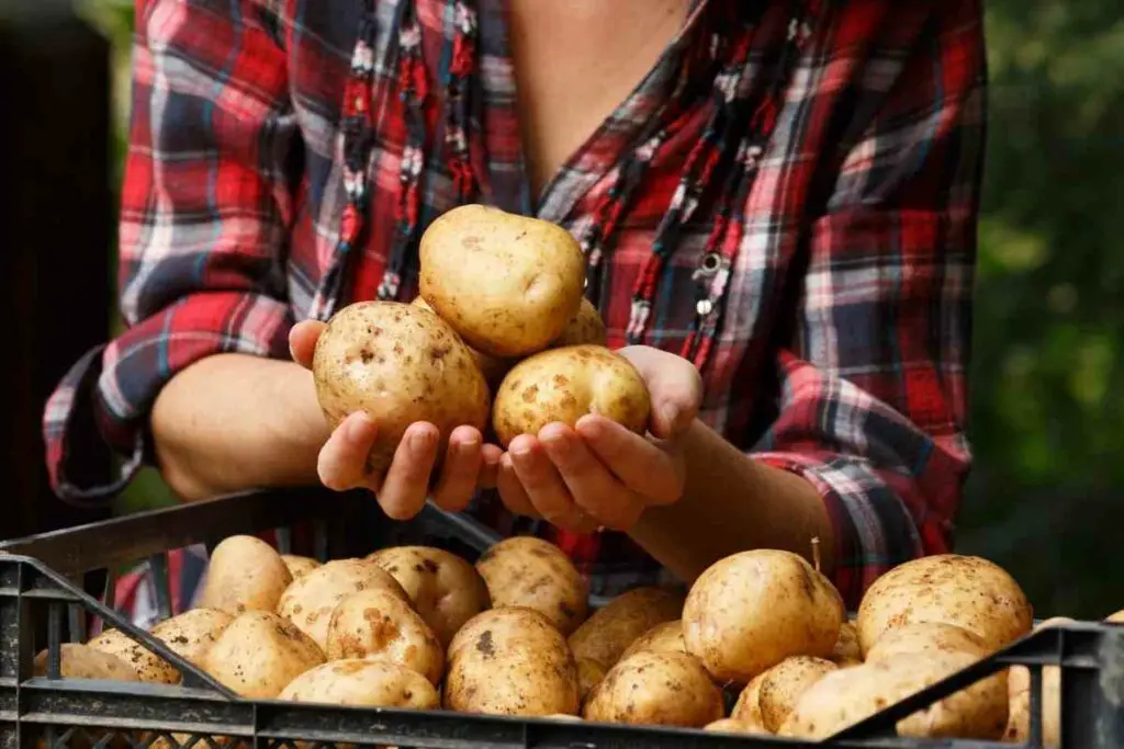 Growing Potatoes in Utah tips