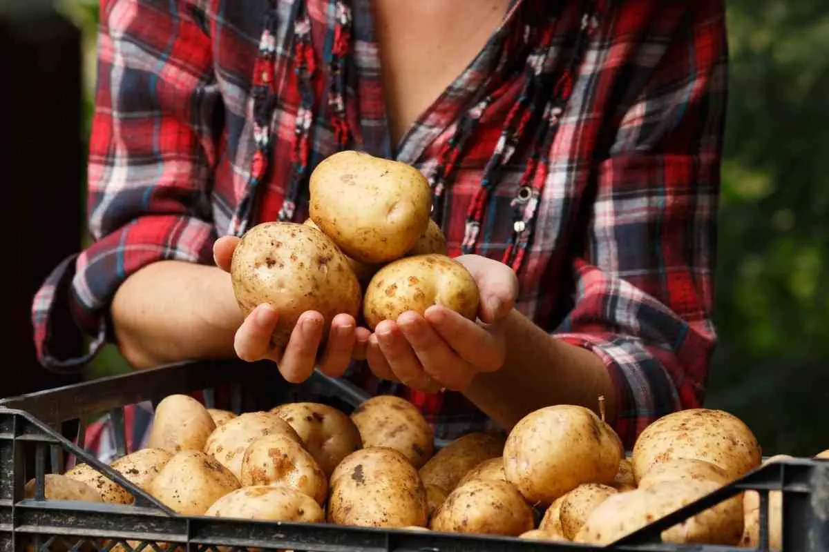 Growing Potatoes in Utah tips