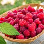Tips for Growing raspberries in Texas