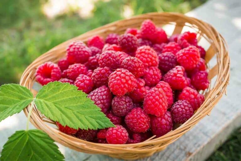 Growers Guide For Raspberries In Texas Gardenia Organic