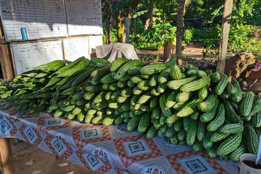 Growing ampalaya vegetable