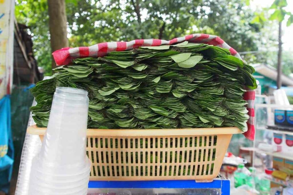 Betel leaves harvested