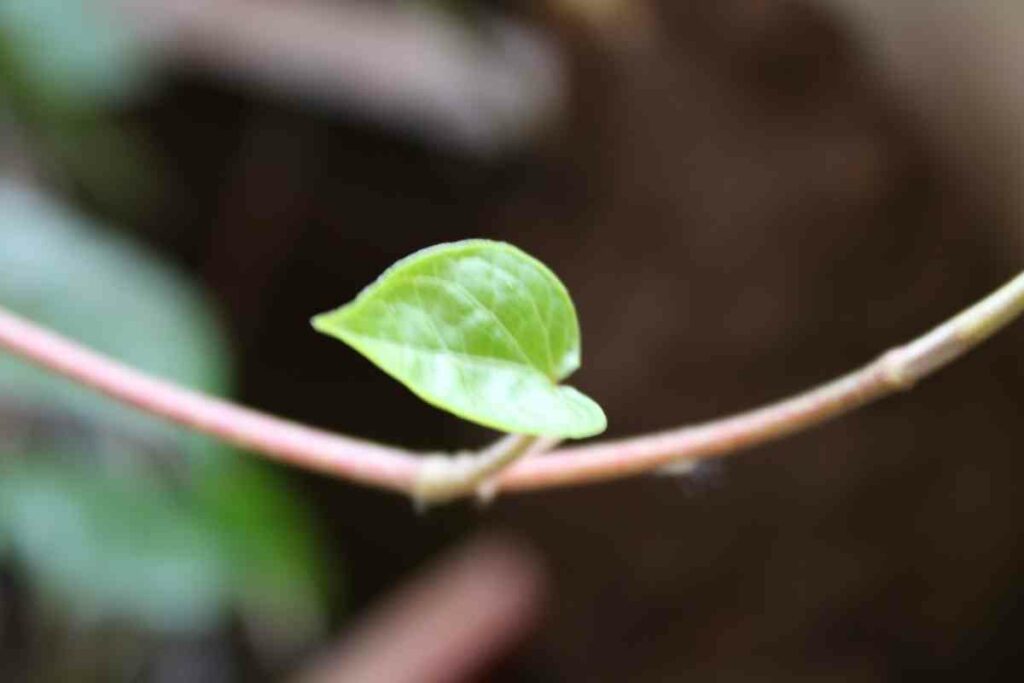 Growing betel leaf from cuttings guide