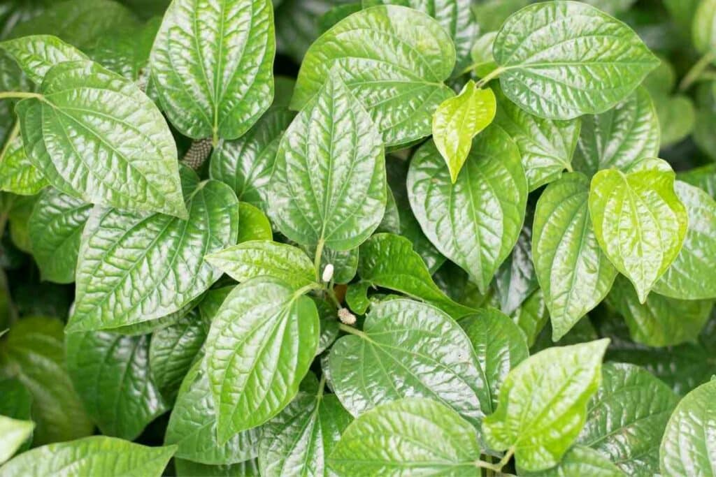 Growing betel leaves from seeds guide