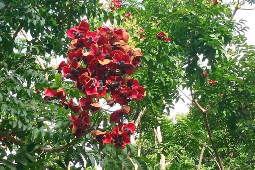 Flowers Mgambo Tree