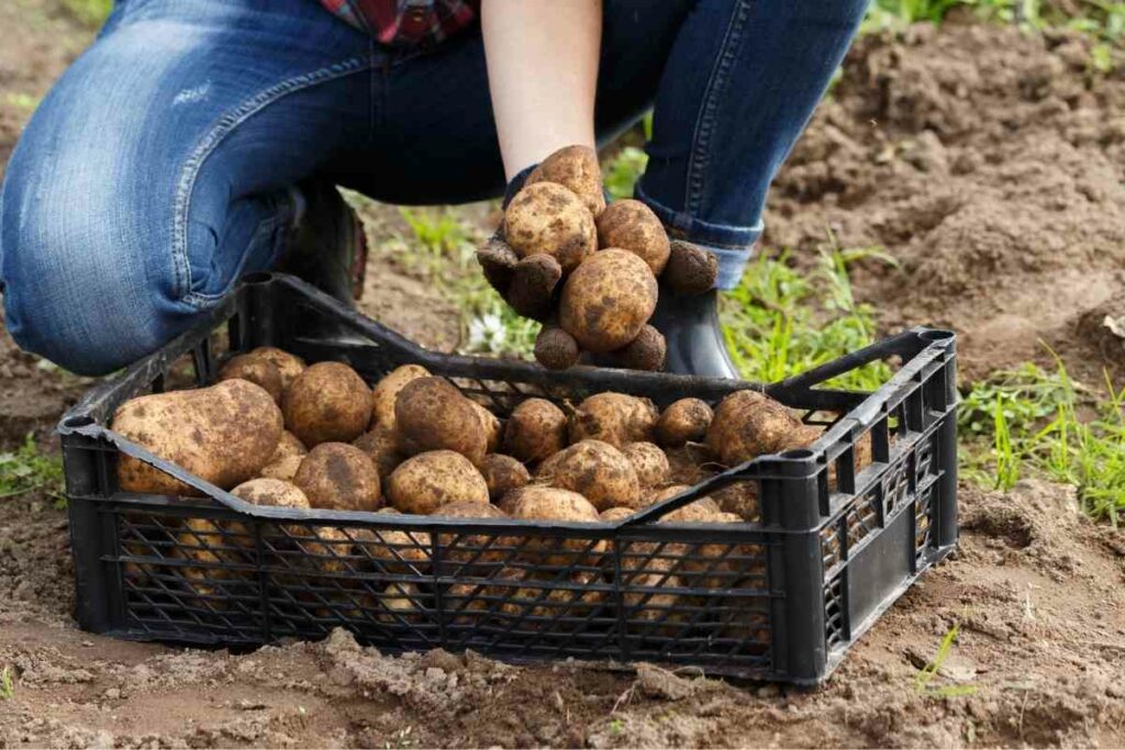 How to grow potatoes in Utah guide