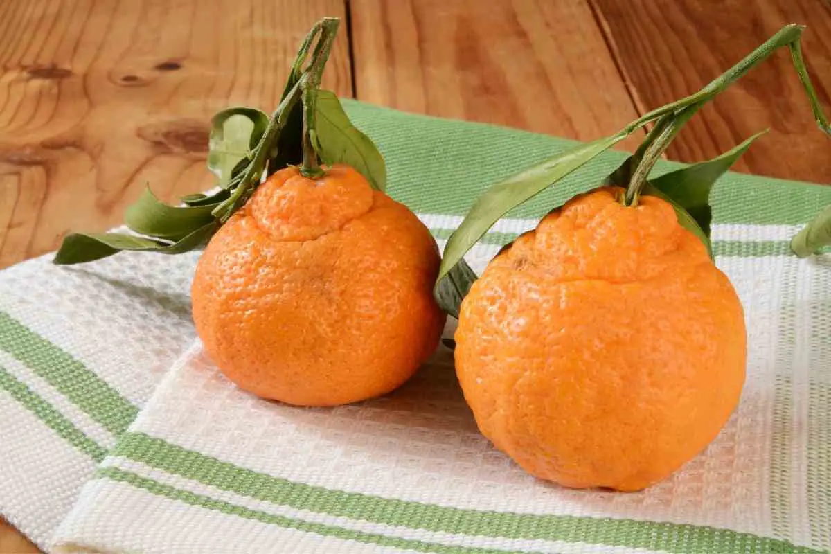 Growing Sumo oranges