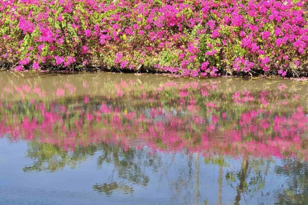 Bougainvillea glabra