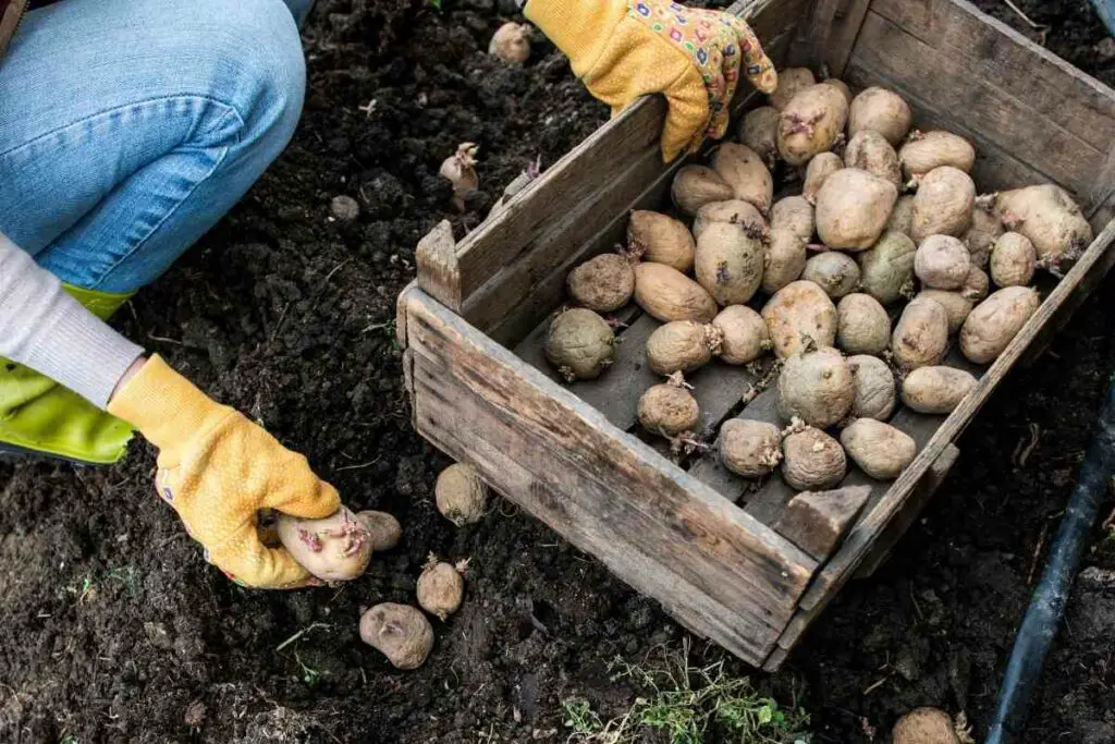Growing zones for potato in Utah