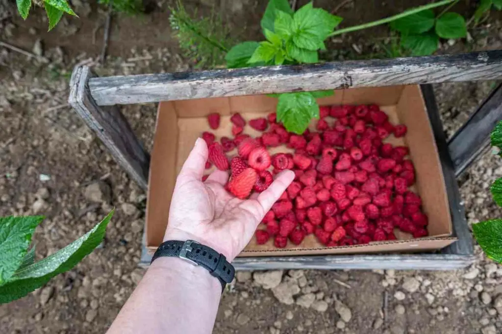 Raspberries harvest time
