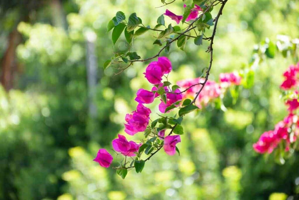 Purple flowering tree