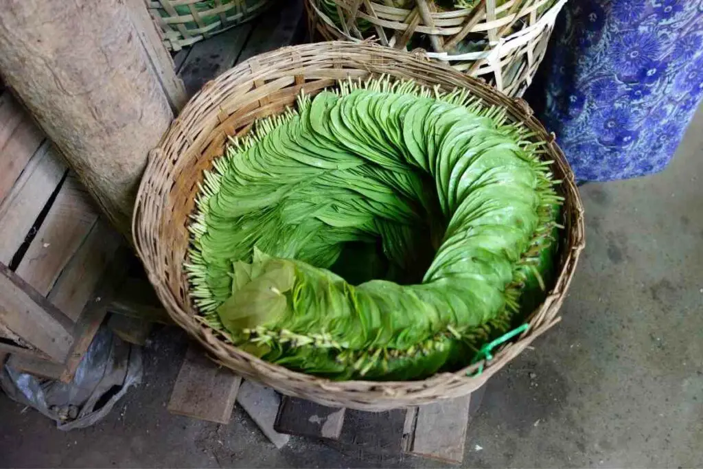 Harvested betel leaves ready for selling