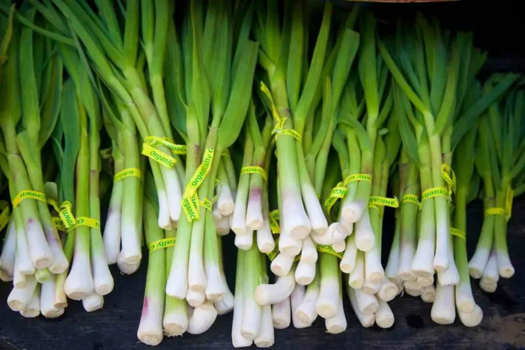 Harvesting green garlic