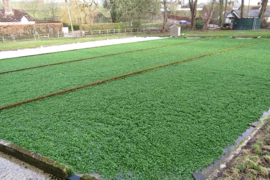 Health benefits watercress listed