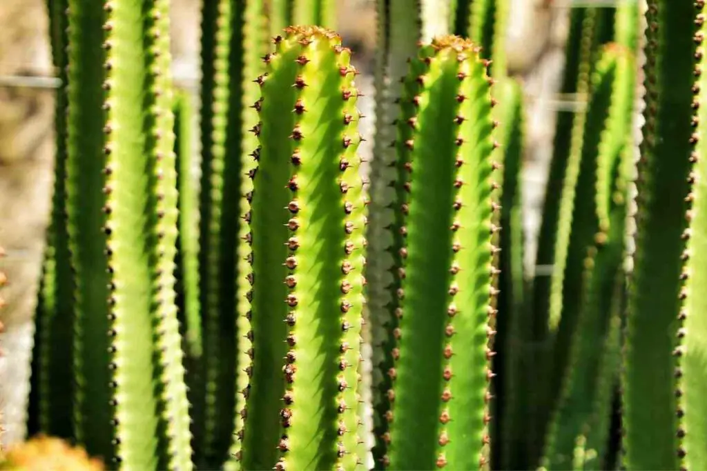 Hedge cactus tall succulent