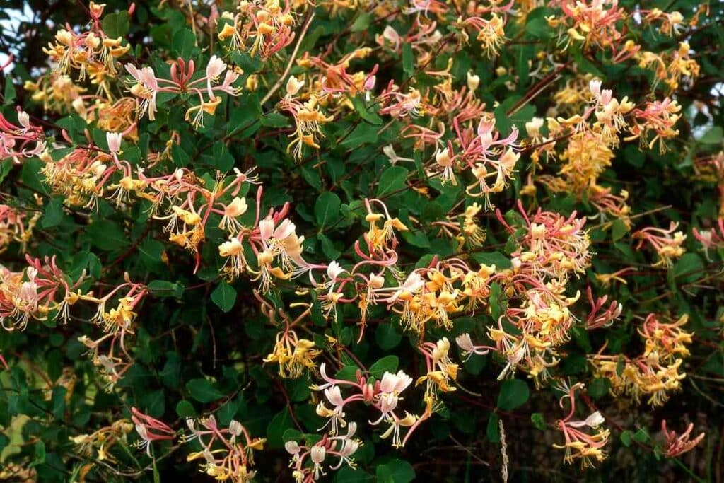 Honeysuckle flowering time