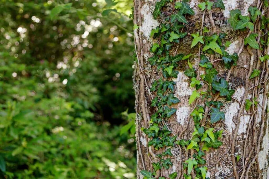 Removing ivy