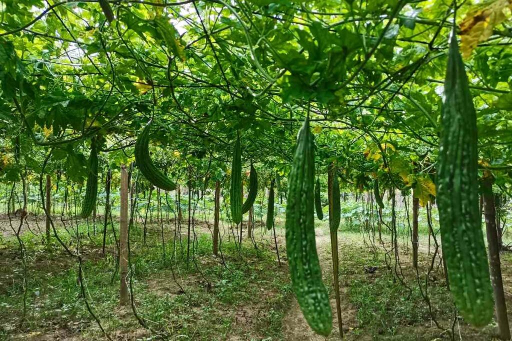 Apalaya producing fruit after 60 to 70 days