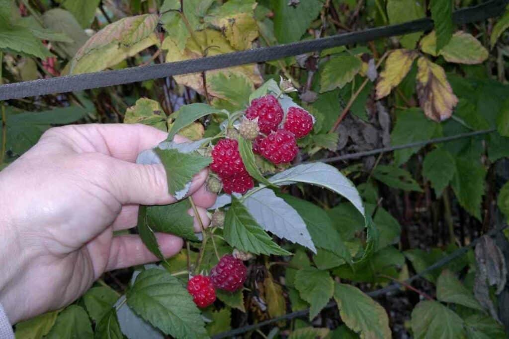 Plant raspberries in Texas