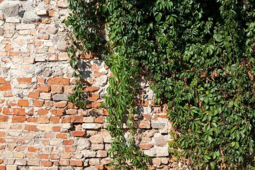 How to remove Ivy tips