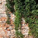 How to remove Ivy tips