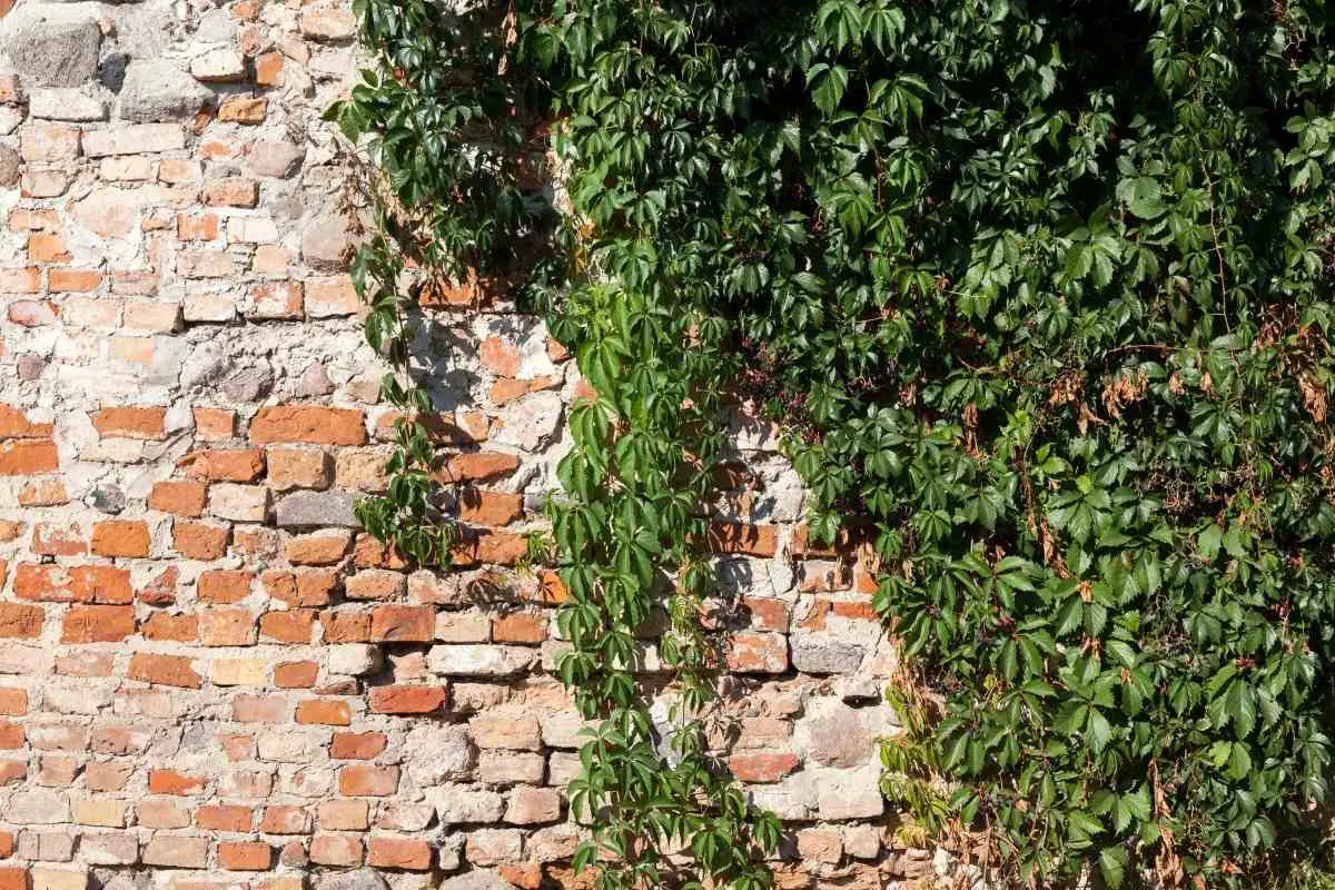 How to Quickly Kill and Remove Ivy From Trees and Walls