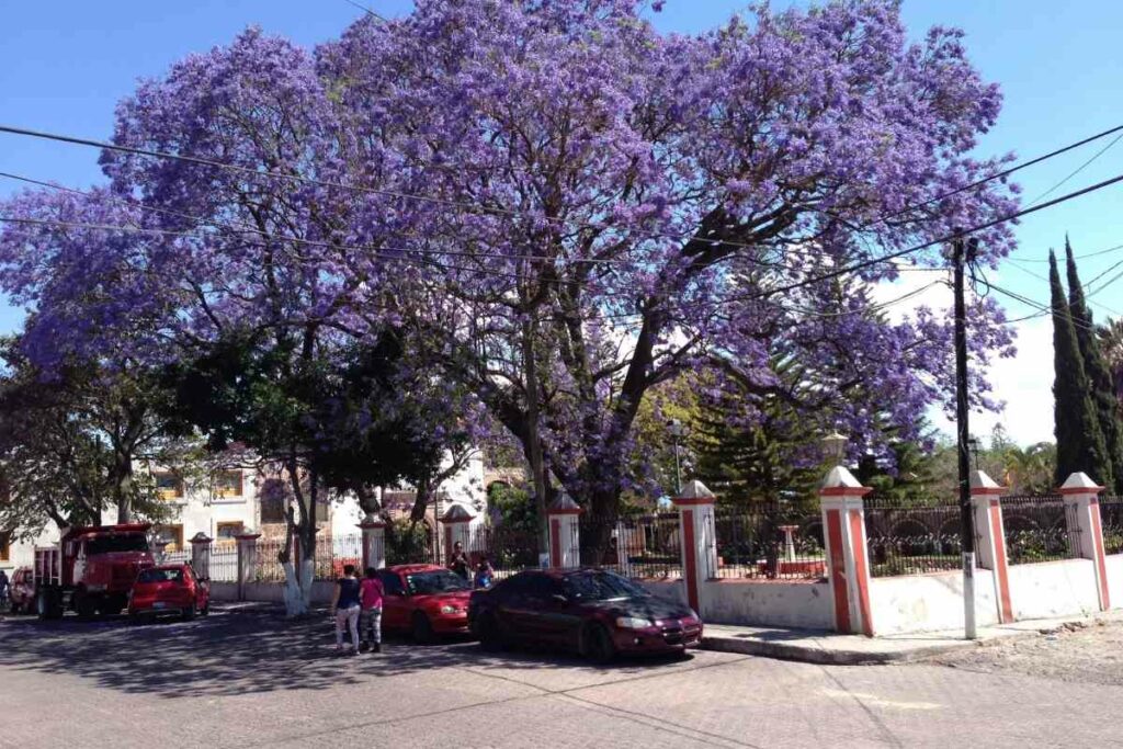 Jacaranda Mimosifolia purple tree