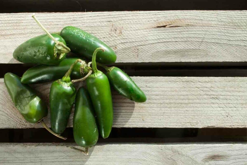 Harvesting Jalapeños