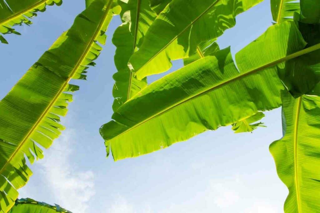 Japanese banana enormous leaves