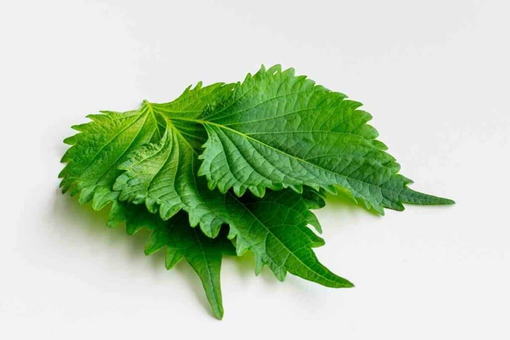 conditions for Korean Perilla Leaves