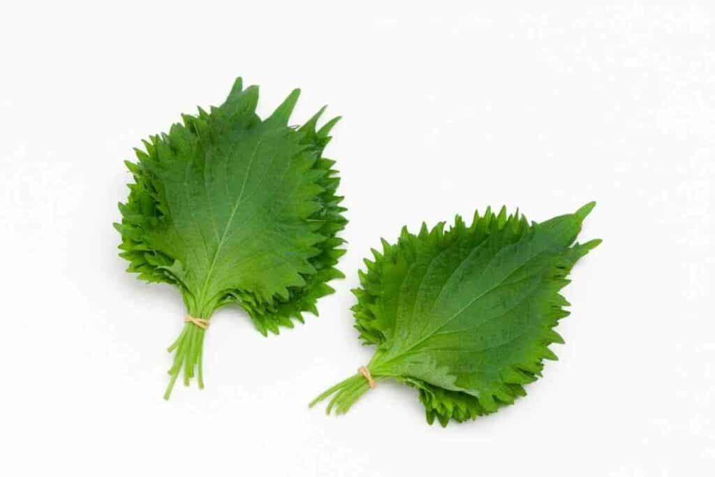 Korean Perilla leaves growers guide