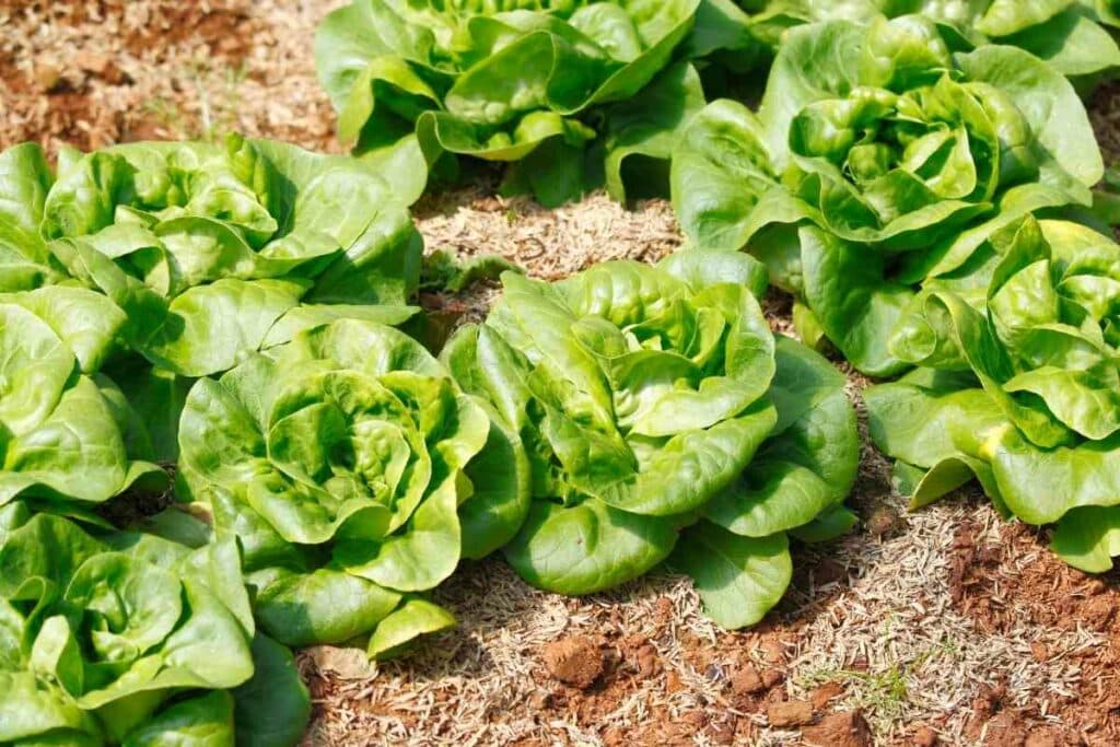 Growing Lettuce butterhead in Texas