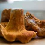 How to grow Lobster Mushrooms