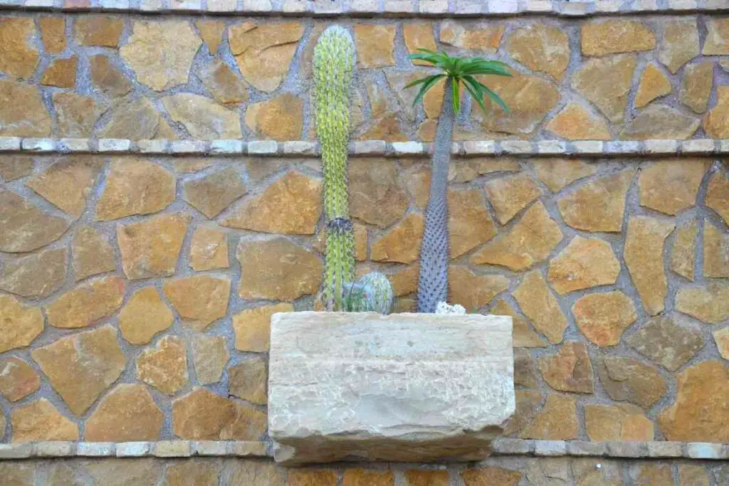 Madagascar palm succulent