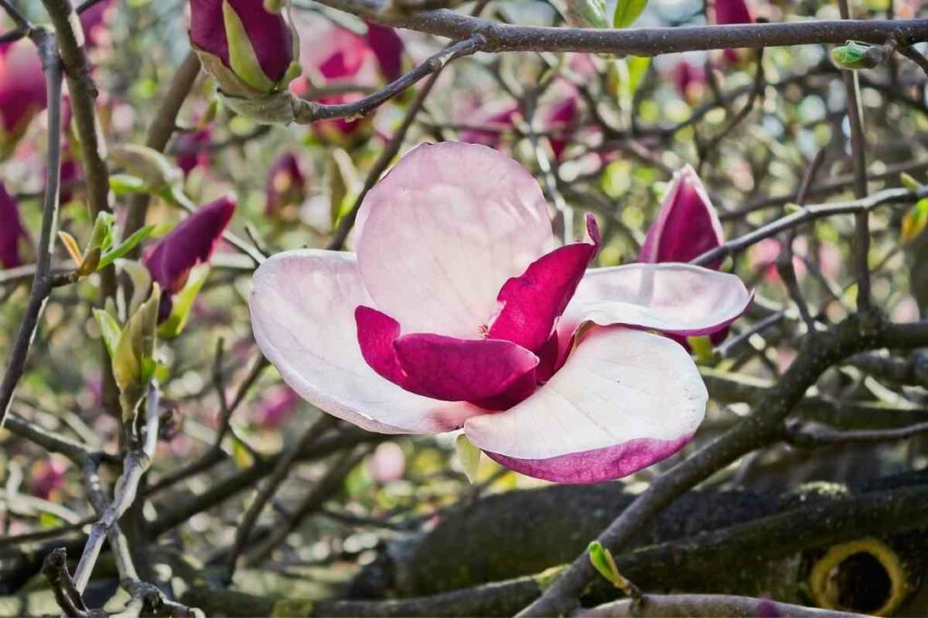 Magnolia x Soulangeana