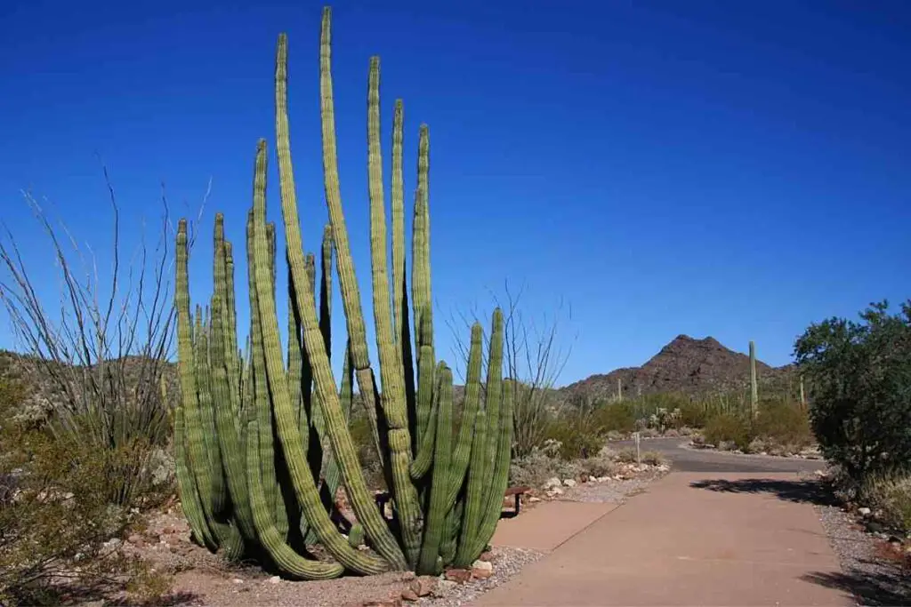 Organ pipe cactus tall succulent