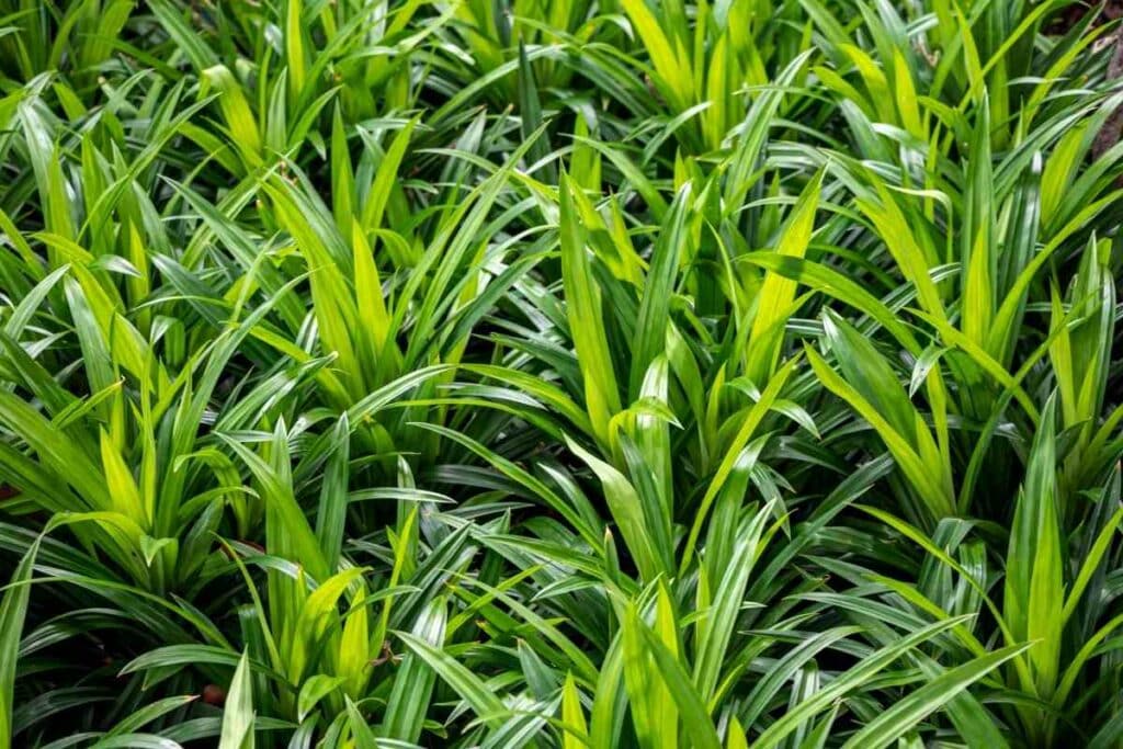 Pandan plant USDA zone explained