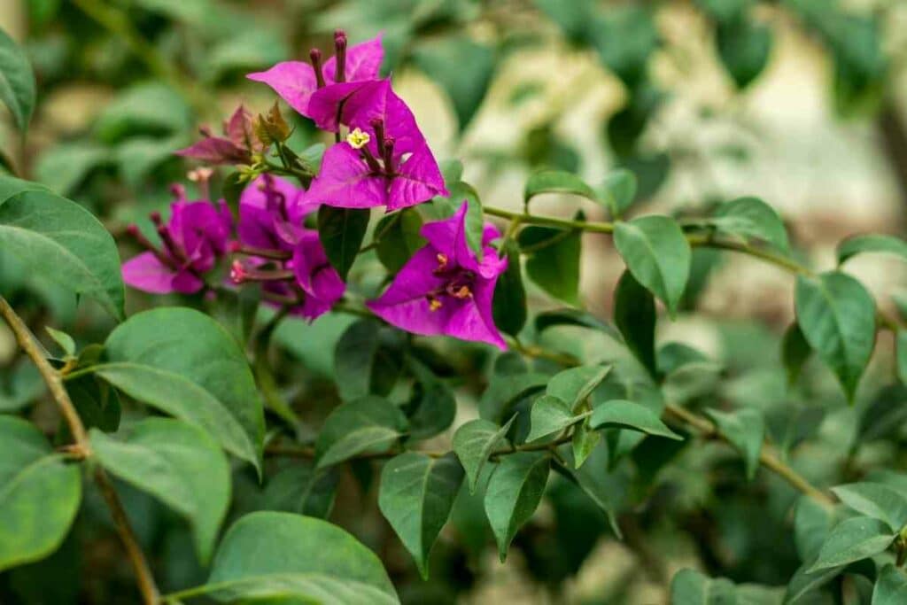 paper flower plant purple