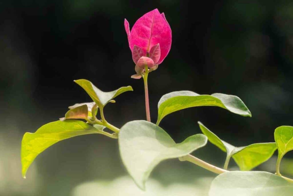 Paper flower plant problems with bugs