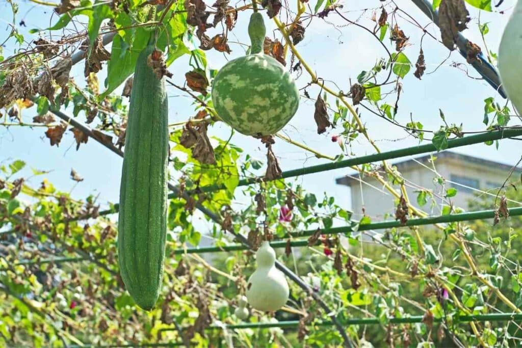 Egyptian Cucumber