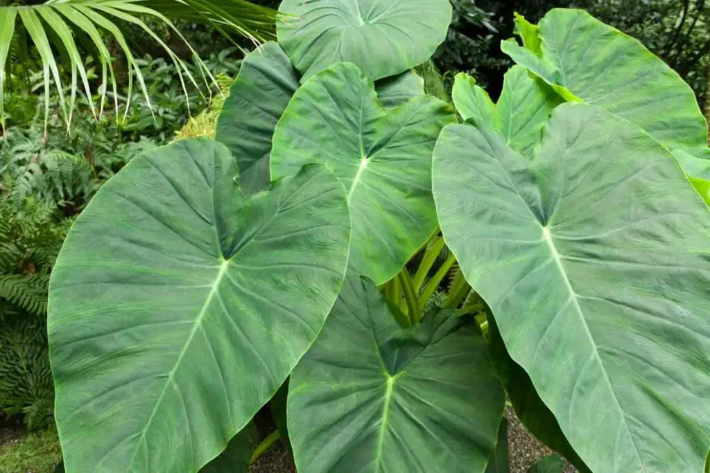 Growing Outdoor Philodendron  