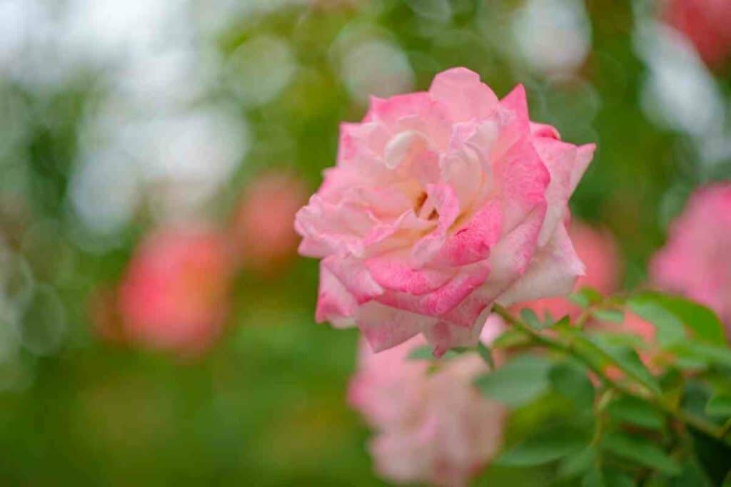 Grandiflora roses blooming